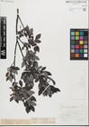 Foto von Salix glabra Scop. x Salix myrsinifolia Salisb.